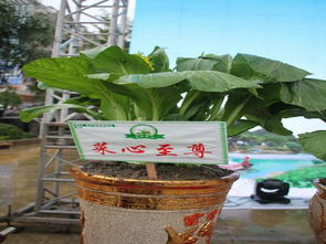 世界上最贵的一颗蔬菜62.888万元在广东连州诞生