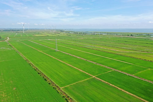 安徽农垦打造长三角优质绿色农产品生产加工供应基地