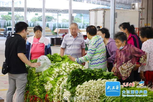 本地小白菜1.5元 斤 土豆2元 斤 三亚这个批发市场试营业了