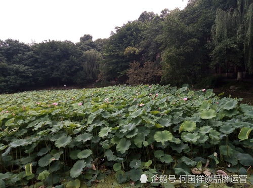 如何做好农产品品牌建设,农业企业品牌建设方案