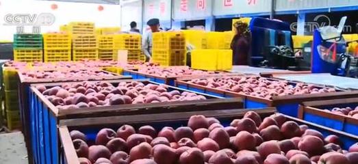 四部门联合实施工程 互联网助力农产品出村进城更便捷、顺畅、高效