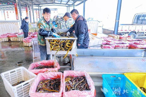 洪山菜薹仙桃黄鳝入选农业品牌培育 国榜