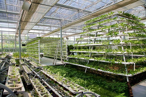 做大做强 西充争当中国西部有机农业 排头兵