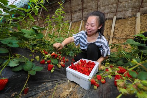 农业产业蓬勃发展乡村振兴绽放华彩 央广网