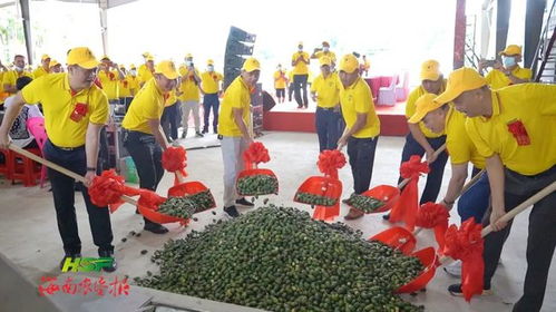 垦地紧密配合 垦区内部协同 仅用83天 海垦热作红昇农产品分拣加工厂投产运营
