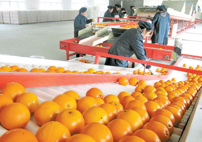 从加工原料专用基地“起跑”