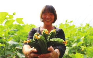 临漳县狄邱乡北张村有机农产品生产基地