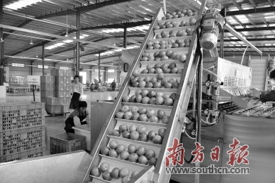 农业大市如何强起来