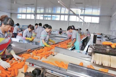 把出口订单蔬菜做成“家常菜”