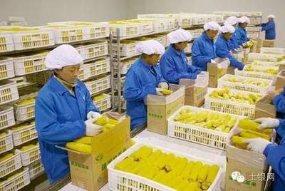 食品加工好项目有哪些(2021年农村食品加工项目)