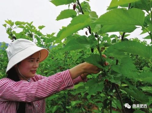 对接长三角 安徽肥西按下绿色农产品生产加工供应基地建设 加速键