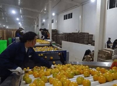 如何保证产品品质的一致性?把农产品打造成为工业化商品