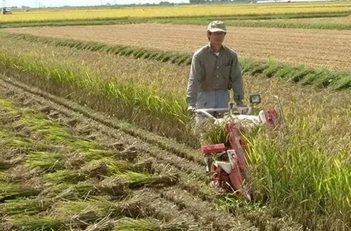 日本租用山东1500亩地,9年后才明白日本的目的何在