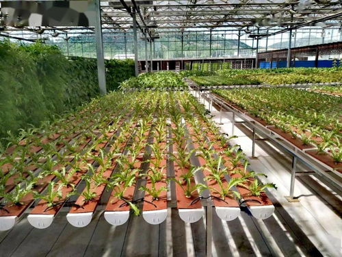 总共60家 市农业农村局公布首批长三角绿色农产品生产加工供应示范基地