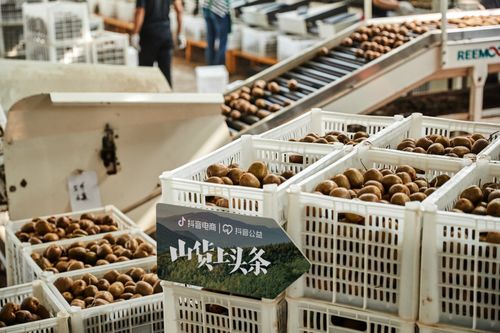 农特产47.3亿单的背后故事