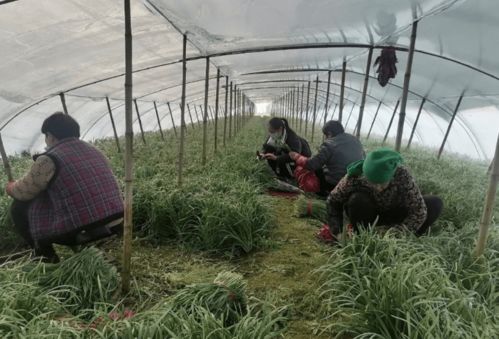 柘城县积极做好春节期间农产品质量安全监管工作