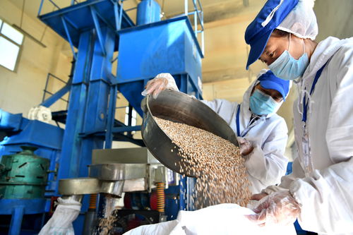 西藏洛隆 青稞深加工促增收