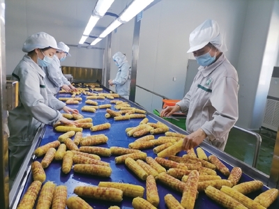 鲜食农产品缘何成“餐桌新宠”?
