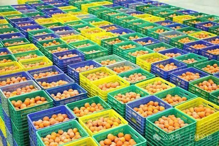 上林县农产品集散中心开足马力忙生产