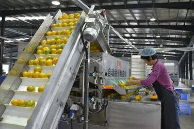 产业集群:我国农产品加工业迎来重大机遇