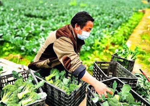 真能成功与大陆 脱钩 台湾花费3.5亿 自救