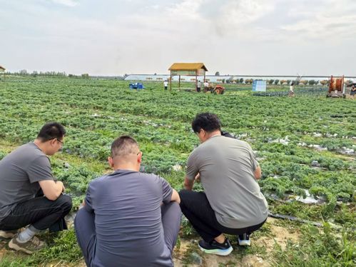 山东高密市社 深耕农产品经营服务体系 奏响丰收乐章
