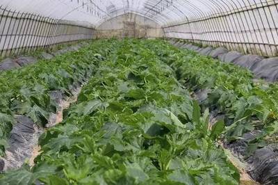 电商驱动下的新农业 农产品生产转型与变革