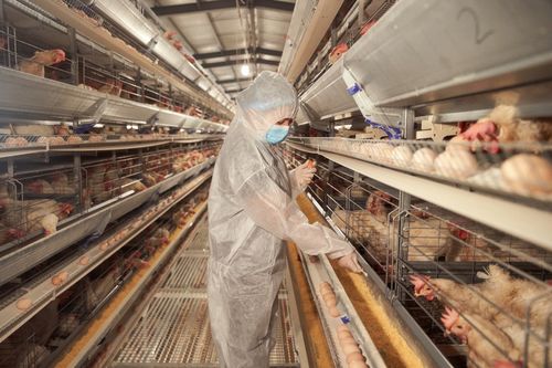 黄天鹅冯斌 以可生食标准引领农产品长期主义发展
