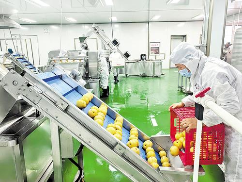 河北鲜梨开拓海外市场,农产品销售迎来新突破