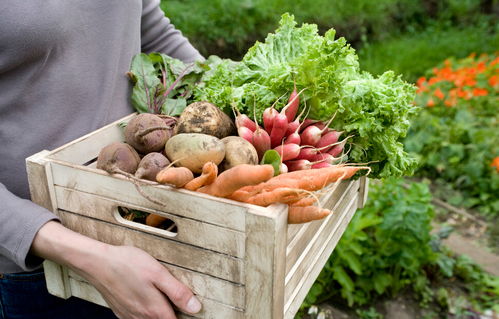 农业也能私人定制 如何让消费者'认养'你的农产品