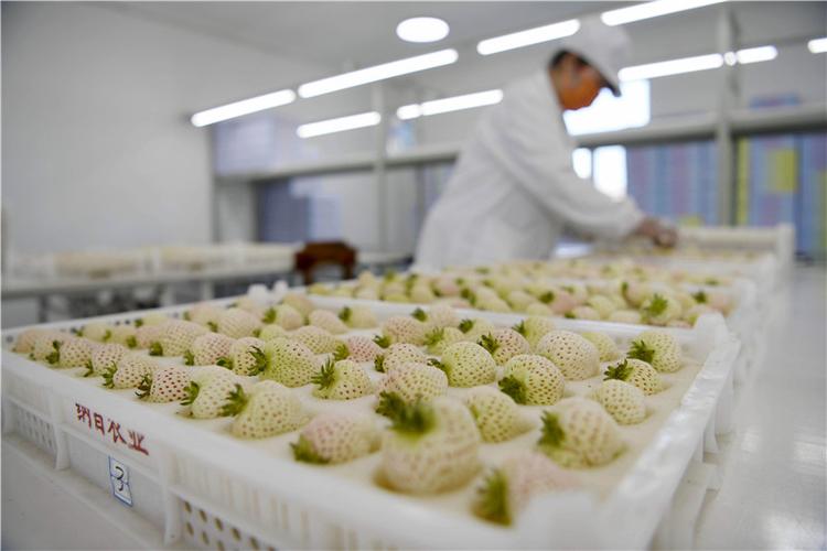 河北承德 白草莓飘香助力乡村振兴