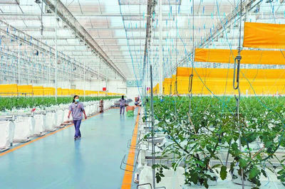 植物工厂的智慧农产品去了哪？——高质量发展调研行探访农产品销售路径